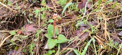 Micranthes californica
