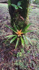 Guzmania lingulata