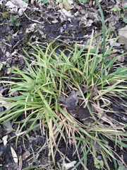 Carex sylvatica
