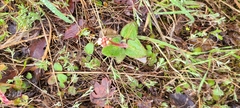 Micranthes californica