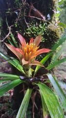 Guzmania lingulata