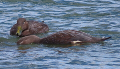 Tachyeres patachonicus