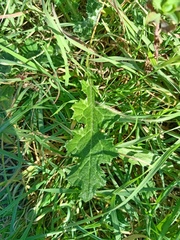Cirsium tuberosum