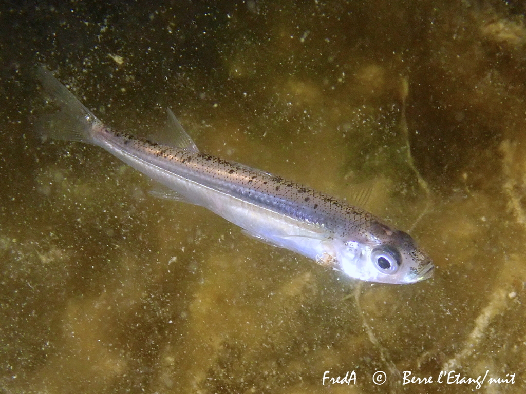Big-Scale Sand-Smelt
