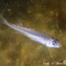 Big-scale Sand Smelt - Photo (c) Frédéric ANDRE, some rights reserved (CC BY-NC), uploaded by Frédéric ANDRE