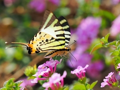 Graphium antiphates