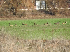 Capreolus capreolus