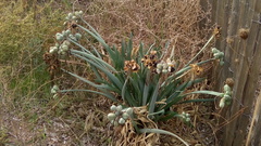 Pancratium maritimum