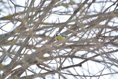 Cyanistes caeruleus