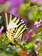 Graphium antiphates