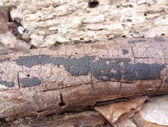 Graphostroma platystomum