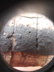 Graphostroma platystomum