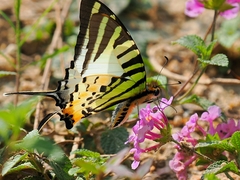 Graphium antiphates
