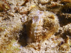 Cerastoderma glaucum