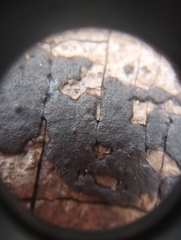 Graphostroma platystomum