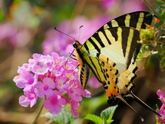 Graphium antiphates