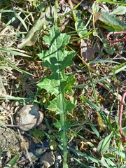 Cirsium tuberosum