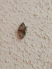 Eutrapela clemataria