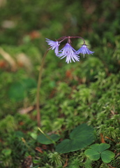 Soldanella montana