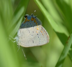 Satyrium acadica