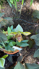 Paphiopedilum