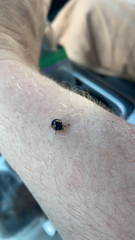 Exochomus quadripustulatus