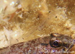 Mesopodopsis slabberi