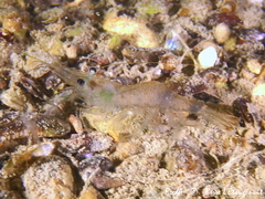 Palaemon adspersus