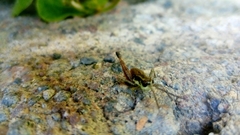 Boopedon rufipes