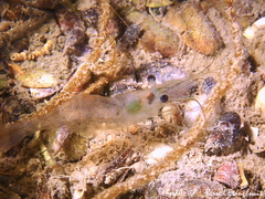 Palaemon adspersus