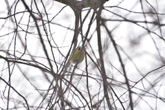 Cyanistes caeruleus