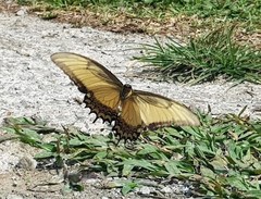 Papilio anchisiades image