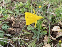 Narcissus obesus