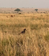 Bucorvus abyssinicus