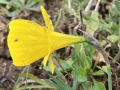 Narcissus obesus