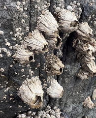 Semibalanus cariosus