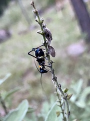 Scaphura elegans