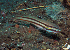 Valenciennea helsdingenii