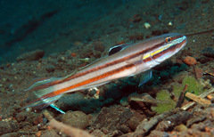 Valenciennea helsdingenii