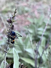 Scaphura elegans