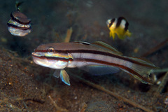 Valenciennea helsdingenii