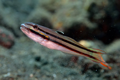 Valenciennea helsdingenii