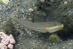 Valenciennea muralis