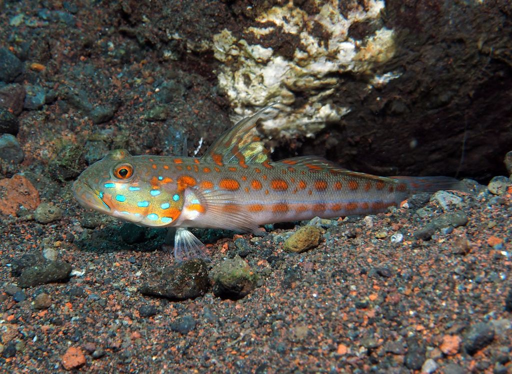 Maiden Goby
