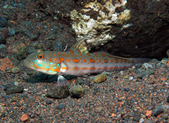 Valenciennea puellaris