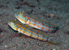 Valenciennea puellaris