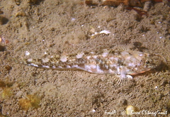 Pomatoschistus marmoratus