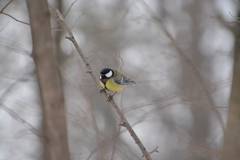 Parus major