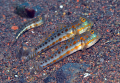 Valenciennea puellaris
