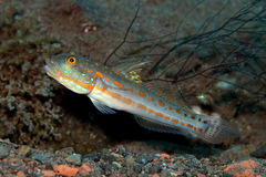 Valenciennea puellaris